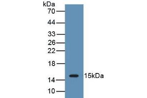 Detection of Recombinant IL15, Porcine using Polyclonal Antibody to Interleukin 15 (IL15) (IL-15 抗体  (AA 49-162))
