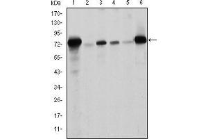 Western blot analysis using LMNA mouse mAb against Raw264. (Lamin A/C 抗体)