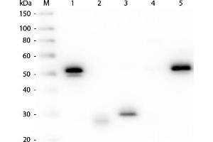 Western Blot of Anti-Rabbit IgG (H&L) (MOUSE) Antibody (Min X Hu, Gt, Ms Serum Proteins) . (小鼠 anti-兔 IgG (Heavy & Light Chain) Antibody (HRP) - Preadsorbed)