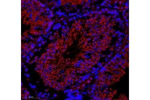 Immunofluorescence of paraffin embedded rat testis using GK2 (ABIN7074096) at dilution of 1: 500 (300x lens) (GK2 抗体)