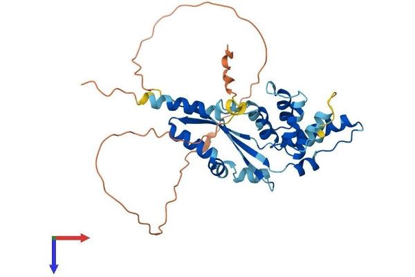 DEDD2 Protein (AA 1-326) (His tag)