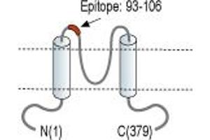 Representative domain view of the target of ABIN7885263.