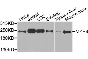Western blot analysis of extracts of various cell lines, using MYH9 antibody. (Myosin 9 抗体)
