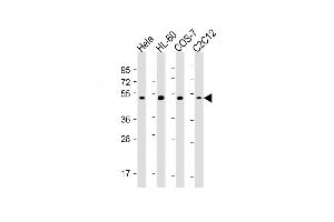 All lanes : Anti-RCC1 Antibody at 1:2000-1:4000 dilution Lane 1: Hela whole cell lysate Lane 2: HL-60 whole cell lysate Lane 3: COS-7 whole cell lysate Lane 4: C2C12 whole cell lysate Lysates/proteins at 20 μg per lane. (RCC1 抗体)