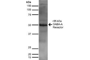 Western Blot analysis of Rat Brain showing detection of ~55 kDa GABA A Receptor Alpha 2 protein using Mouse Anti-GABA A Receptor Alpha 2 Monoclonal Antibody, Clone S399-19 . (GABRA1 抗体  (AA 350-385) (PE))
