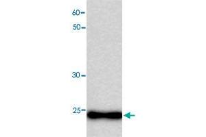 Western blot analysis in MB recombinant protein with MB monoclonal antibody, clone 34h5  at 1 : 1000 dilution.