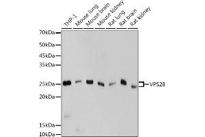Western blot analysis of extracts of various cell lines, using VPS28 antibody (ABIN7271275) at 1:1000 dilution. (VPS28 抗体)