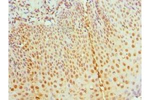 Immunohistochemistry of paraffin-embedded human tonsil tissue using ABIN7155457 at dilution of 1:100 (RBBP7 抗体  (AA 1-230))