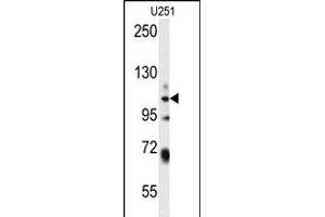 WWC3 Antibody (C-term) (ABIN654482 and ABIN2844217) western blot analysis in  cell line lysates (35 μg/lane). (WWC3 抗体  (C-Term))