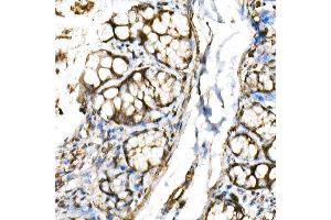 Immunohistochemistry of paraffin-embedded rat colon using BHLHE40 Rabbit pAb (ABIN6129354, ABIN6137550, ABIN6137551 and ABIN6222195) at dilution of 1:150 (40x lens). (BHLHE40 抗体  (AA 173-412))