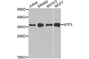 Western blot analysis of extracts of various cell lines, using NTF3 antibody. (Neurotrophin 3 抗体  (AA 19-257))