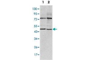 Western blot analysis using THAP11 monoclonal antobody, clone 3F3  against HeLa (1) and NTERA-2 (2) cell lysate. (THAP11 抗体)