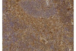 ABIN6277053 at 1/100 staining Mouse spleen tissue by IHC-P.