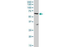 SRPX MaxPab polyclonal antibody. (SRPX 抗体  (AA 1-464))