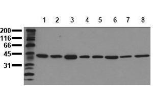 Western Blotting (WB) image for anti-Mitogen-Activated Protein Kinase 1 (MAPK1) (C-Term) antibody (ABIN126832) (ERK2 抗体  (C-Term))