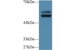 Western Blot; Sample: Human HL60 cell lysate; Primary Ab: 1µg/ml Rabbit Anti-Human PTPN5 Antibody Second Ab: 0.