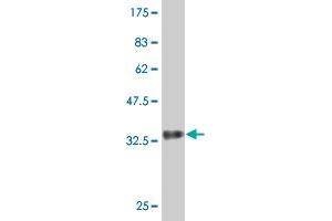 Western Blot detection against Immunogen (34. (Density Regulated Protein 抗体  (AA 1-81))