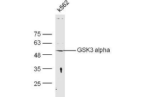 Human K562 cell lysates probed with Anti-GSK3 Alpha Polyclonal Antibody, Unconjugated  at 1:300 overnight at 4˚C. (GSK3 alpha 抗体  (AA 51-150))