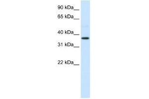 AHSG antibody used at 0. (Fetuin A 抗体  (N-Term))