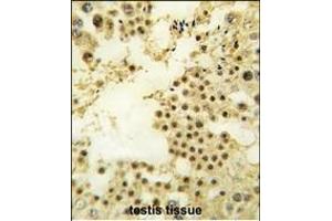 Formalin-fixed and paraffin-embedded human testis tissue reacted with ZN antibody (N-term) (ABIN388709 and ABIN2838808) , which was peroxidase-conjugated to the secondary antibody, followed by DAB staining. (ZNF219 抗体  (N-Term))