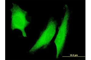 Immunofluorescence (IF) image for anti-Protein Kinase, AMP-Activated, alpha 2 Catalytic Subunit (PRKAA2) (AA 453-552) antibody (ABIN519168)