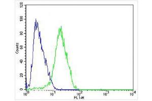 Overlay histogram showing SH-SY5Y cells stained with (ABIN6242476 and ABIN6577085) (green line). (Muscarinic Acetylcholine Receptor M2 抗体)