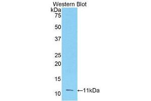 Western Blotting (WB) image for anti-Fibroblast Growth Factor 3 (FGF3) (AA 154-232) antibody (ABIN3204847) (FGF3 抗体  (AA 154-232))