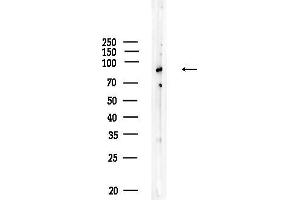 Western blot analysis of lysates from HUVEC cells, using C7 Antibody at 1/1000 dilution.