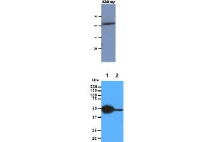 The extract of Mouse kidney (40ug) were resolved by SDS-PAGE, transferred to PVDF membrane and probed with anti-human CNDP2 antibody (1:1000). (CNDP2 抗体)