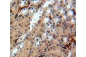 IHC-P analysis of Kidney tissue, with DAB staining. (Uromodulin 抗体  (AA 335-590))