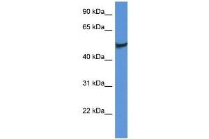 Western Blot showing CLU antibody used at a concentration of 1 ug/ml against Fetal Brain Lysate (Clusterin 抗体  (C-Term))