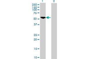 Western Blot analysis of PKM2 expression in transfected 293T cell line by PKM2 MaxPab polyclonal antibody. (PKM2 抗体  (AA 1-531))