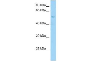 WB Suggested Anti-CDC25A Antibody Titration: 1. (CDC25A 抗体  (N-Term))