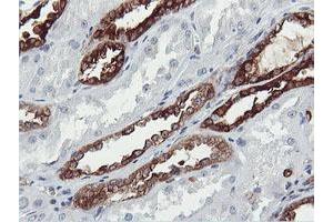 Immunohistochemical staining of paraffin-embedded Human Kidney tissue using anti-PFKP mouse monoclonal antibody. (PFKP 抗体)