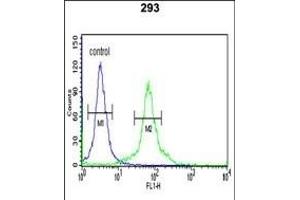 DLG7 Antibody (Center) (ABIN650734 and ABIN2839433) flow cytometric analysis of 293 cells (right histogram) compared to a negative control cell (left histogram). (DLGAP5 抗体  (AA 228-258))