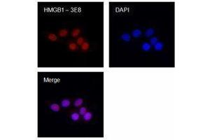 Immunofluorescence (IF) image for anti-High Mobility Group Box 1 (HMGB1) antibody (ABIN2666345) (HMGB1 抗体)