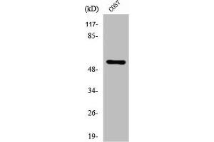 Western Blot analysis of COS7 cells using ZNF498 Polyclonal Antibody (Zinc Finger and SCAN Domain Containing 25 (ZSCAN25) (C-Term) 抗体)