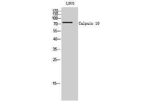 Western Blotting (WB) image for anti-Calpain 10 (CAPN10) (N-Term) antibody (ABIN3174142) (CAPN10 抗体  (N-Term))