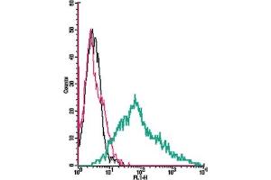 Cell surface detection of P2X3 Receptor by direct flow cytometry in live intact human  megakaryoblastic leukemia cells: + Rabbit IgG isotype control-FITC.