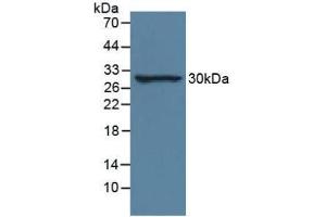 Western blot analysis of Rat Lung Tissue. (IL-33 抗体  (AA 112-270))