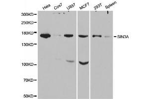 Western blot analysis of extracts of various cell lines, using SIN3A antibody. (SIN3A 抗体  (AA 1-120))