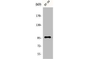 Western Blot analysis of A549 cells using DMGDH Polyclonal Antibody (DMGDH 抗体  (C-Term))