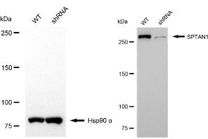 Western blotting analysis using SPTAN1 antibody (ABIN7800418). (SPTAN1 抗体)