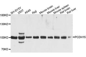 Western blot analysis of extracts of various cell lines, using PCDH15 antibody. (PCDH15 抗体  (AA 160-400))