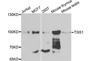 Western blot analysis of extracts of various cell lines, using TGS1 antibody.