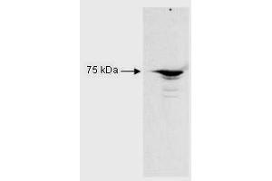 Image no. 1 for anti-Regulatory Factor X 5 (RFX5) (AA 320-494) antibody (ABIN199897) (RFX5 抗体  (AA 320-494))