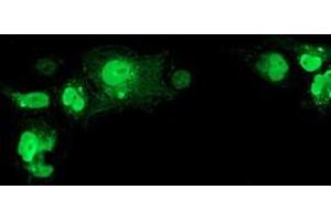 Anti-NHEJ1 mouse monoclonal antibody (ABIN2453925) immunofluorescent staining of COS7 cells transiently transfected by pCMV6-ENTRY NHEJ1 (RC203393). (NHEJ1 抗体)