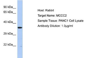 Host: Rabbit Target Name: MCCC2 Sample Type: PANC1 Whole cell lysates Antibody Dilution: 1. (MCCC2 抗体  (C-Term))