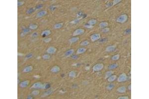 IHC-P analysis of Rat Tissue, with DAB staining. (KIF5B 抗体  (AA 9-226))
