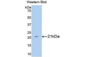Western Blotting (WB) image for anti-Interleukin 7 Receptor (IL7R) (AA 48-217) antibody (ABIN1175191) (IL7R 抗体  (AA 48-217))